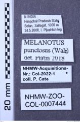 Etiketten zu Melanotus punctosus (NHMW-ZOO-COL-0007444)